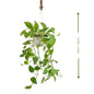 🌿 Hanging Money Plant (نبات المال المعلق) | Fast UAE Delivery – Lush Greenery for Homes & Offices