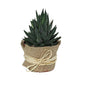 🌿 Howarthia Plant (نبات الهوارثيا) | Elegant Indoor Succulent – Fast UAE Delivery