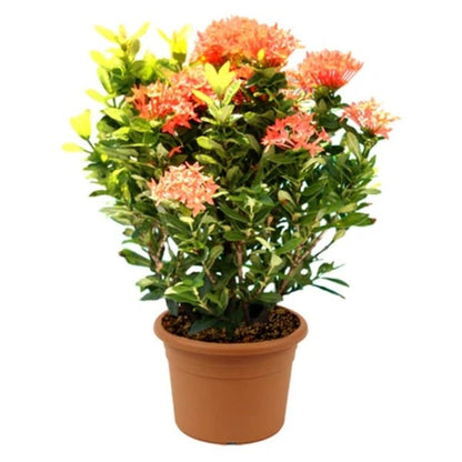 🌸 Ixora Flower (إكزورا) | Bright & Beautiful Blooms – Fast UAE Delivery 🌸