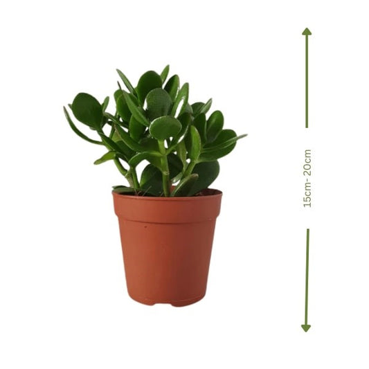 Jade Plant (نبات اليشم) | Low-Maintenance & Air-Purifying – Fast UAE Delivery