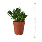 Jade Plant (نبات اليشم) | Low-Maintenance & Air-Purifying – Fast UAE Delivery