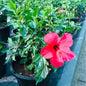 🌺 Flowering Hibiscus (الكركديه المزهر) | Fast UAE Delivery – Vibrant & Tropical 🌿