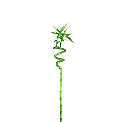 🌿 Lucky Bamboo Stick (عصا الخيزران المحظوظة) | Fast UAE Delivery – Brings Prosperity & Elegance to Your Space