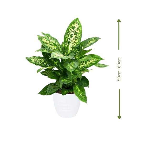 🌿 Dieffenbachia Compacta (ديفنباخيا كومباكتا) | Air-Purifying Indoor Plant – Fast UAE Delivery
