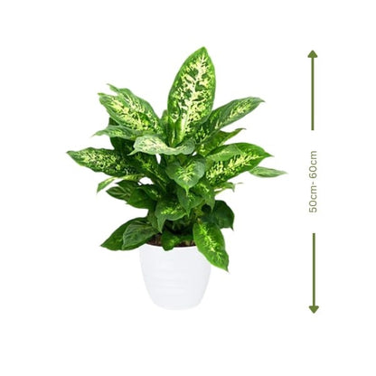 🌿 Dieffenbachia Compacta (ديفنباخيا كومباكتا) | Air-Purifying Indoor Plant – Fast UAE Delivery