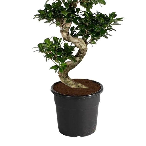 🌿 Ficus S Bonsai (شجرة التين بونساي) | Elegant Indoor Greenery – Fast UAE Delivery!