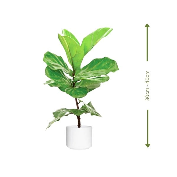 🌿 Fiddle Leaf Plant (نبات ورقة الكمان) | Statement Indoor Greenery – Fast UAE Delivery