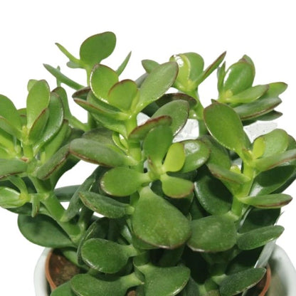 Crassula Ovata (نبتة اليشم) | Lucky & Air-Purifying – Fast UAE Delivery
