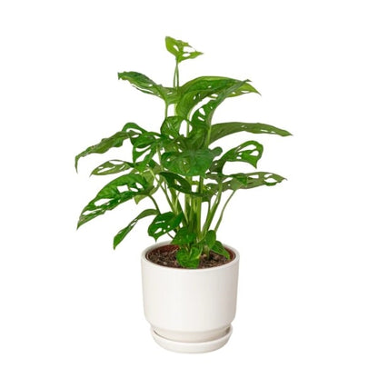 🌿 Monstera Deliciosa (المونستيرا اللذيذة) | Tropical Elegance – Fast UAE Delivery