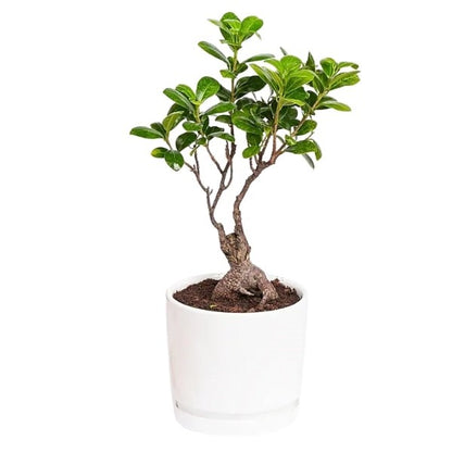 🌿 Zen Bonsai Tree (شجرة بونساي زين) | Miniature Elegance – Fast UAE Delivery