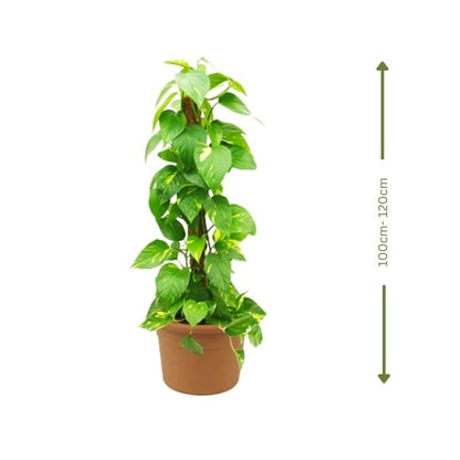 Money Plant (نبات المال) | Air-Purifying & Low Maintenance – Fast UAE Delivery
