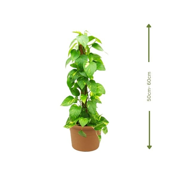 Money Plant (نبات المال) | Air-Purifying & Low Maintenance – Fast UAE Delivery