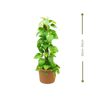 Money Plant (نبات المال) | Air-Purifying & Low Maintenance – Fast UAE Delivery