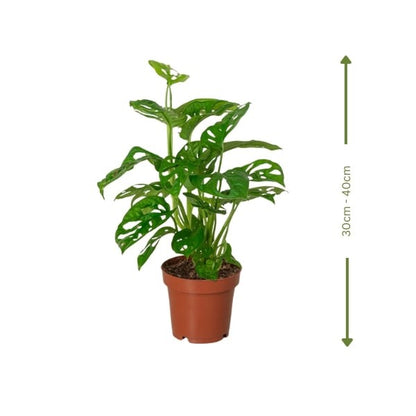 🌿 Monstera Deliciosa (المونستيرا اللذيذة) | Tropical Elegance – Fast UAE Delivery