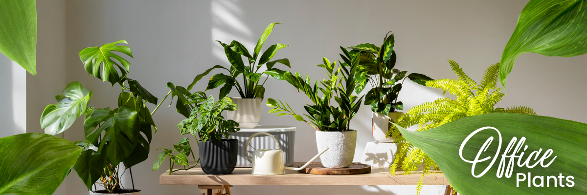 Office plants UAE 