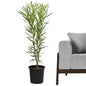 🌿 Oleander Plant (دفلى) | Drought-Resistant Beauty – Fast UAE Delivery