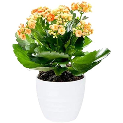 🌿 Orange Kalanchoe (كالانشو البرتقالي) | Fast UAE Delivery – Vibrant & Easy-Care Flowering Plant for Homes & Offices