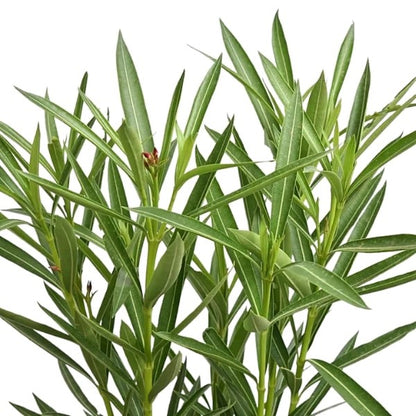 🌿 Oleander Plant (دفلى) | Drought-Resistant Beauty – Fast UAE Delivery
