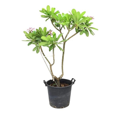 🌸 Plumeria Plant (نبات البلوميريا) | Fast UAE Delivery – Exotic Fragrant Blooms for Homes & Gardens