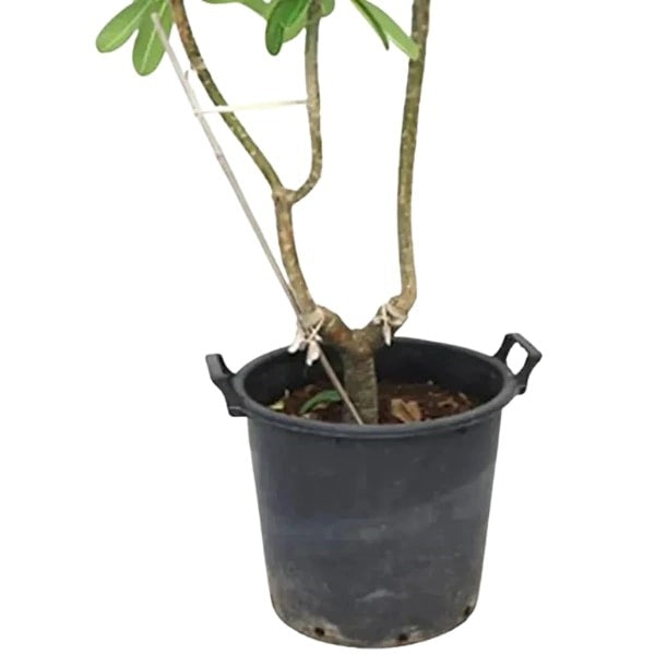 🌸 Plumeria Plant (نبات البلوميريا) | Fast UAE Delivery – Exotic Fragrant Blooms for Homes & Gardens