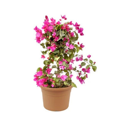 🌸 Bougainvillea Plant (نبتة الجهنمية) | Fast UAE Delivery – Drought-Resistant & Vibrant