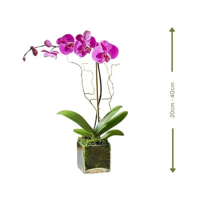 🌸 Purple Orchid (زهرة الأوركيد الأرجوانية) | Fast UAE Delivery – Elegant & Long-Lasting Blooms 🌿