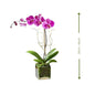 🌸 Purple Orchid (زهرة الأوركيد الأرجوانية) | Fast UAE Delivery – Elegant & Long-Lasting Blooms 🌿