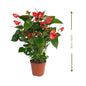 🌺 Red Anthurium (أنتوريوم الأحمر) | Elegant Indoor Blooms – Fast UAE Delivery