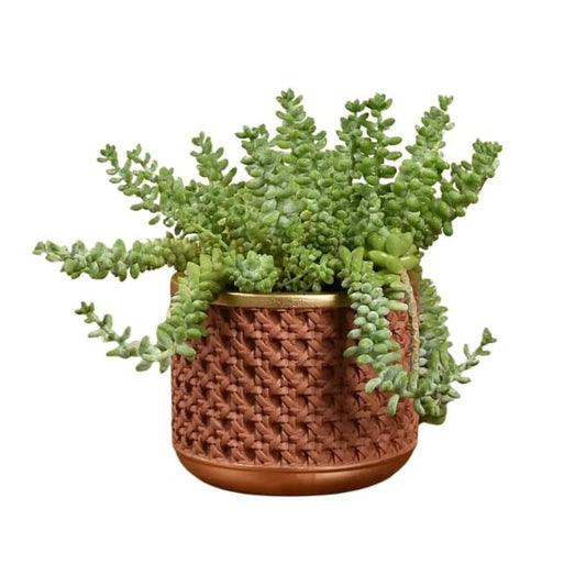 🌿 Sedum Burrito (سدوم بوريتو) | Hanging Succulent – Fast UAE Delivery