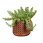 🌿 Sedum Burrito (سدوم بوريتو) | Hanging Succulent – Fast UAE Delivery