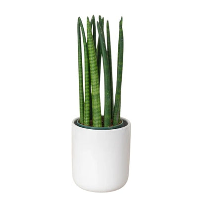 🌿 Snake Plant Cylindrica (نبات الثعبان الأسطواني) | Fast UAE Delivery – The Ultimate Low-Maintenance Indoor Plant 🌿