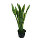🌿 Snake Plant Cylindrica (نبات الثعبان الأسطواني) | Fast UAE Delivery – The Ultimate Low-Maintenance Indoor Plant 🌿