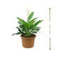 🌿 Spathiphyllum Plant (Peace Lily | زنبق السلام) – Fast UAE Delivery