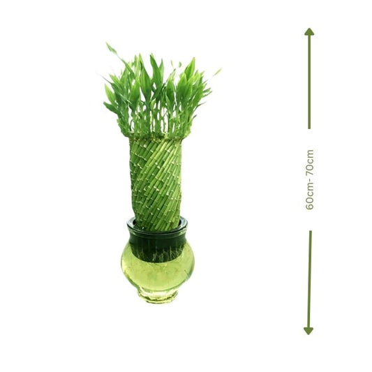 🌿 Spiral Lucky Bamboo (بامبو الحلزوني) | Feng Shui Plant – Next-Day UAE Delivery