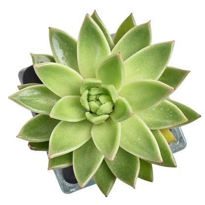 Green Echeveria (إشفيريا الخضراء) | Rosette Succulent – Fast UAE Delivery