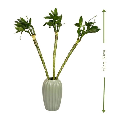 Tiger Bamboo (بامبو النمر) | Elegant & Low-Maintenance – Fast UAE Delivery