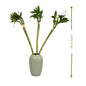 Tiger Bamboo (بامبو النمر) | Elegant & Low-Maintenance – Fast UAE Delivery