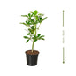 🌿 Umbrella Plant (نبات المظلة) | Fast UAE Delivery – Elegant & Low-Maintenance Indoor Plant