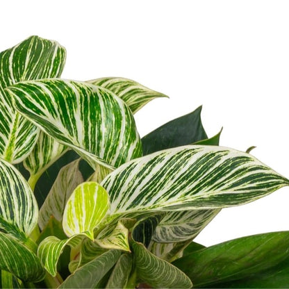 🌿 Philodendron Birkin (فيلوديندرون بيركين) | Elegant Indoor Foliage – Fast UAE Delivery 🌿