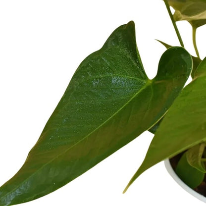 🌺 Red Anthurium (أنتوريوم الأحمر) | Elegant Indoor Blooms – Fast UAE Delivery