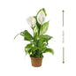 White Peace Lily (زنبق السلام الأبيض) | Fast UAE Delivery – Air-Purifying & Low Maintenance for Homes & Offices