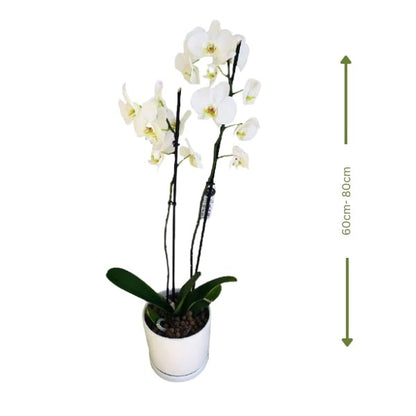 🌸 White Phalaenopsis Orchid (الأوركيد الأبيض) | Elegant Indoor Plant – Fast UAE Delivery