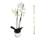 🌸 White Phalaenopsis Orchid (الأوركيد الأبيض) | Elegant Indoor Plant – Fast UAE Delivery