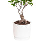 🌿 Zen Bonsai Tree (شجرة بونساي زين) | Miniature Elegance – Fast UAE Delivery